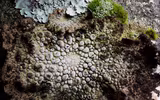 Điểm tên các loài địa y đẹp và kỳ lạ nhất thế giới