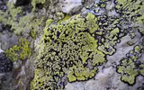 Điểm tên các loài địa y đẹp và kỳ lạ nhất thế giới
