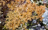 Điểm tên các loài địa y đẹp và kỳ lạ nhất thế giới