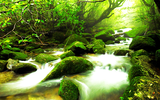 Khám phá đảo Yakushima, dấu tích còn lại của một khu rừng cổ ôn đới