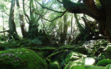 Khám phá đảo Yakushima, dấu tích còn lại của một khu rừng cổ ôn đới