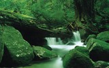Khám phá đảo Yakushima, dấu tích còn lại của một khu rừng cổ ôn đới