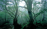 Khám phá đảo Yakushima, dấu tích còn lại của một khu rừng cổ ôn đới