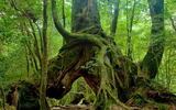 Khám phá đảo Yakushima, dấu tích còn lại của một khu rừng cổ ôn đới