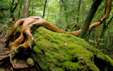 Khám phá đảo Yakushima, dấu tích còn lại của một khu rừng cổ ôn đới
