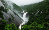 Khám phá đảo Yakushima, dấu tích còn lại của một khu rừng cổ ôn đới