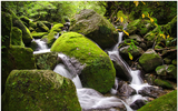 Khám phá đảo Yakushima, dấu tích còn lại của một khu rừng cổ ôn đới