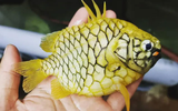 Loài cá giống như 