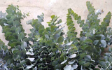 Bất ngờ loại cây cảnh mang tên “đô la” giúp nông dân thu bạc triệu