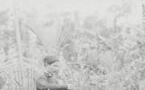 Ý nghĩa dựng cây nêu trong ngày Tết của người Việt
