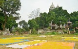 Loài hoa 