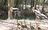Khám phá về loài chim quý hiếm ở Việt Nam có trong Sách Đỏ thế giới