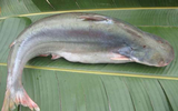 Loài cá được coi là 