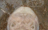Những 