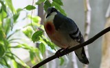 Loài chim kỳ lạ luôn mang 'vết thương giữa ngực'