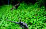  Độc đáo loài cá nhìn như máy bay mini