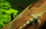  Độc đáo loài cá nhìn như máy bay mini