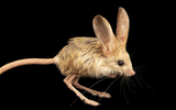 Giống chuột kỳ lạ nhìn như lai giữa lợn, thỏ và kangaroo