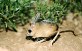 Giống chuột kỳ lạ nhìn như lai giữa lợn, thỏ và kangaroo