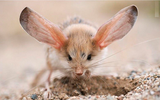 Giống chuột kỳ lạ nhìn như lai giữa lợn, thỏ và kangaroo