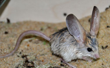 Giống chuột kỳ lạ nhìn như lai giữa lợn, thỏ và kangaroo