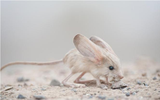 Giống chuột kỳ lạ nhìn như lai giữa lợn, thỏ và kangaroo