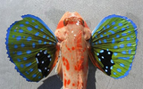 Loài cá 