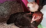 Những sự thật khó tin về loài gà ít ai nghĩ đến