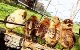 Những sự thật khó tin về loài gà ít ai nghĩ đến