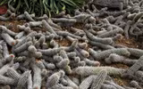 Loài xương rồng 
