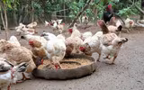 Những sự thật khó tin về loài gà ít ai nghĩ đến