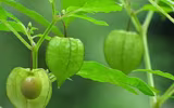 Những loại quả hiếm trên thế giới, nhưng mọc dại ven đường ở Việt Nam