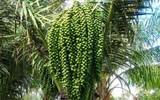 Loài cây dại 10 năm mới cho quả, tách hạt ra thành đặc sản