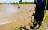 Vùng đất nơi có dưa hấu mọc la liệt nhưng không ai dám ăn
