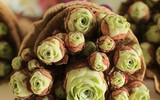 Vẻ đẹp hút hồn của loài thực vật có hình dáng như hoa hồng xanh