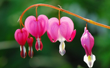 Điểm tên những loài 