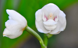 Điểm tên những loài 