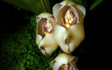 Điểm tên những loài 