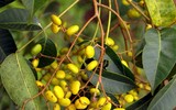 Điểm tên những loài hoa mệnh danh “tử thần” ở Việt Nam