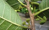 Điểm tên những loài hoa mệnh danh “tử thần” ở Việt Nam