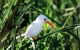 Những loài động vật bạch tạng 