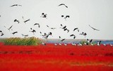 Bãi biển độc đáo chuyển thành màu đỏ rực rỡ mỗi khi thu sang