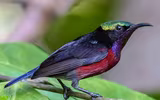 Những loài chim hút mật có vẻ đẹp rực rỡ ở Việt Nam