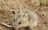 Những điều thú vị về các loài thuộc họ nhà chuột hamster