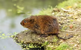 Những điều thú vị về các loài thuộc họ nhà chuột hamster