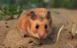 Những điều thú vị về các loài thuộc họ nhà chuột hamster