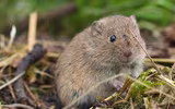 Những điều thú vị về các loài thuộc họ nhà chuột hamster
