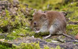 Những điều thú vị về các loài thuộc họ nhà chuột hamster