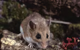 Những điều thú vị về các loài thuộc họ nhà chuột hamster