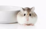 Những điều thú vị về các loài thuộc họ nhà chuột hamster